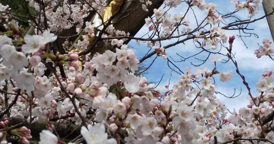 選ぶことが 道をつくる 君の膵臓をたべたい Mari Note