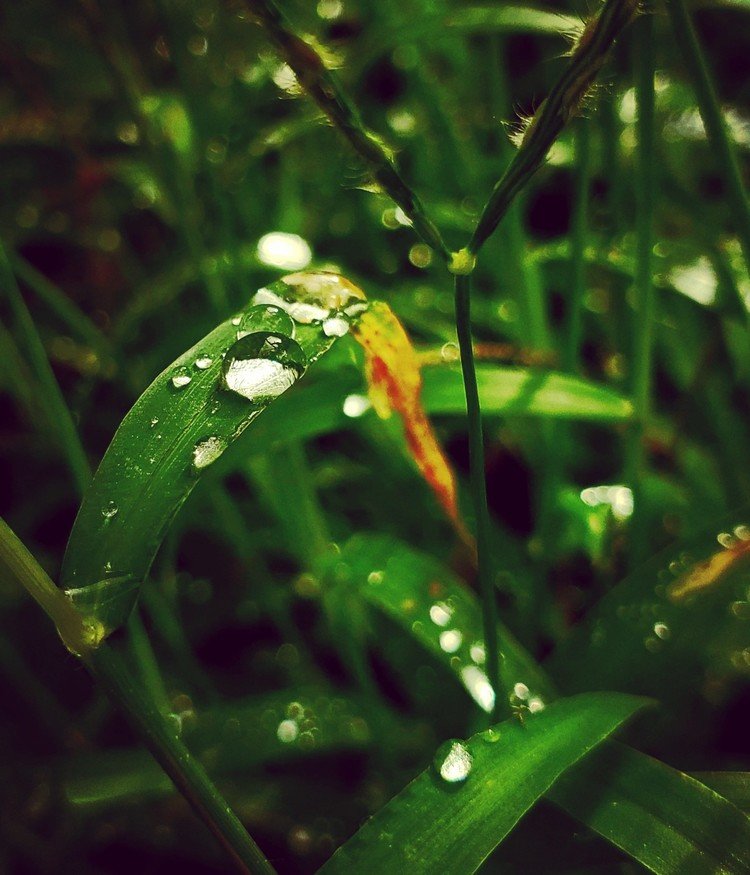 おはよーございます。

キラキラ草むらの朝。
水という存在があまりに身近で無意識に一緒にいるけれど。
時々意識するに、やっぱ強烈にステキな存在で。
そして、よくよくもっと意識するとワタシたちのカラダはその水で出来てるから、ワタシたちがステキな存在ってことでヨイでしょか。

ステキな日を。


#sky #autumn #water #love #moritaMiW #空 #秋 #佳い一日の始まり