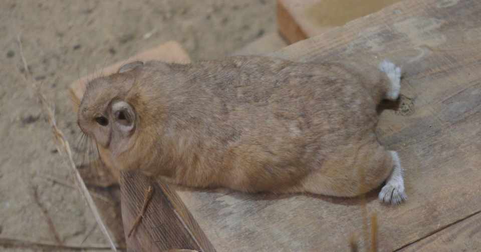 クオッカが見られなくても 埼玉のかわいい動物たち Azusa Mizuno Note