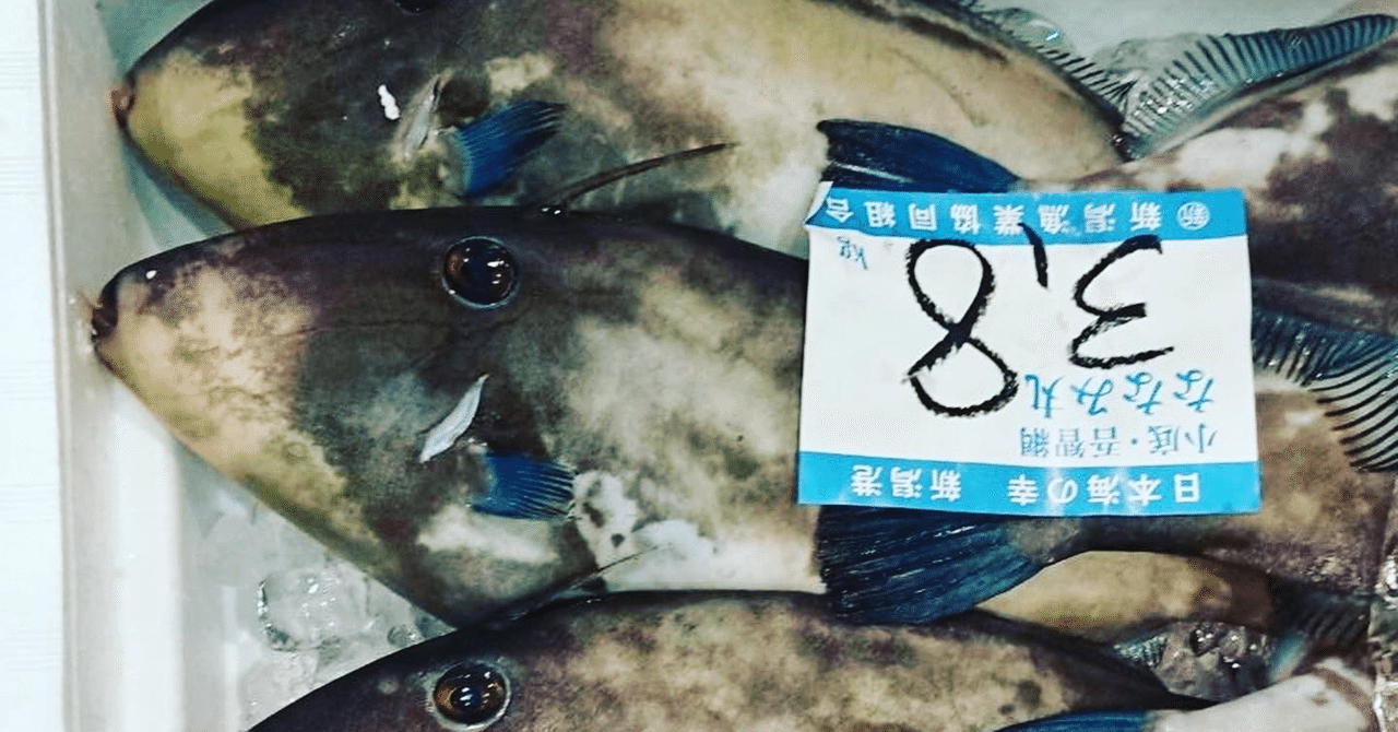 新潟 佐渡の馬面なウマヅラハギ 魚が来る 明日 新潟から 鮮魚通販 Note 新潟 佐渡の馬面なウマヅラハギ 魚が来る 明日 新潟から 鮮魚通販 Note