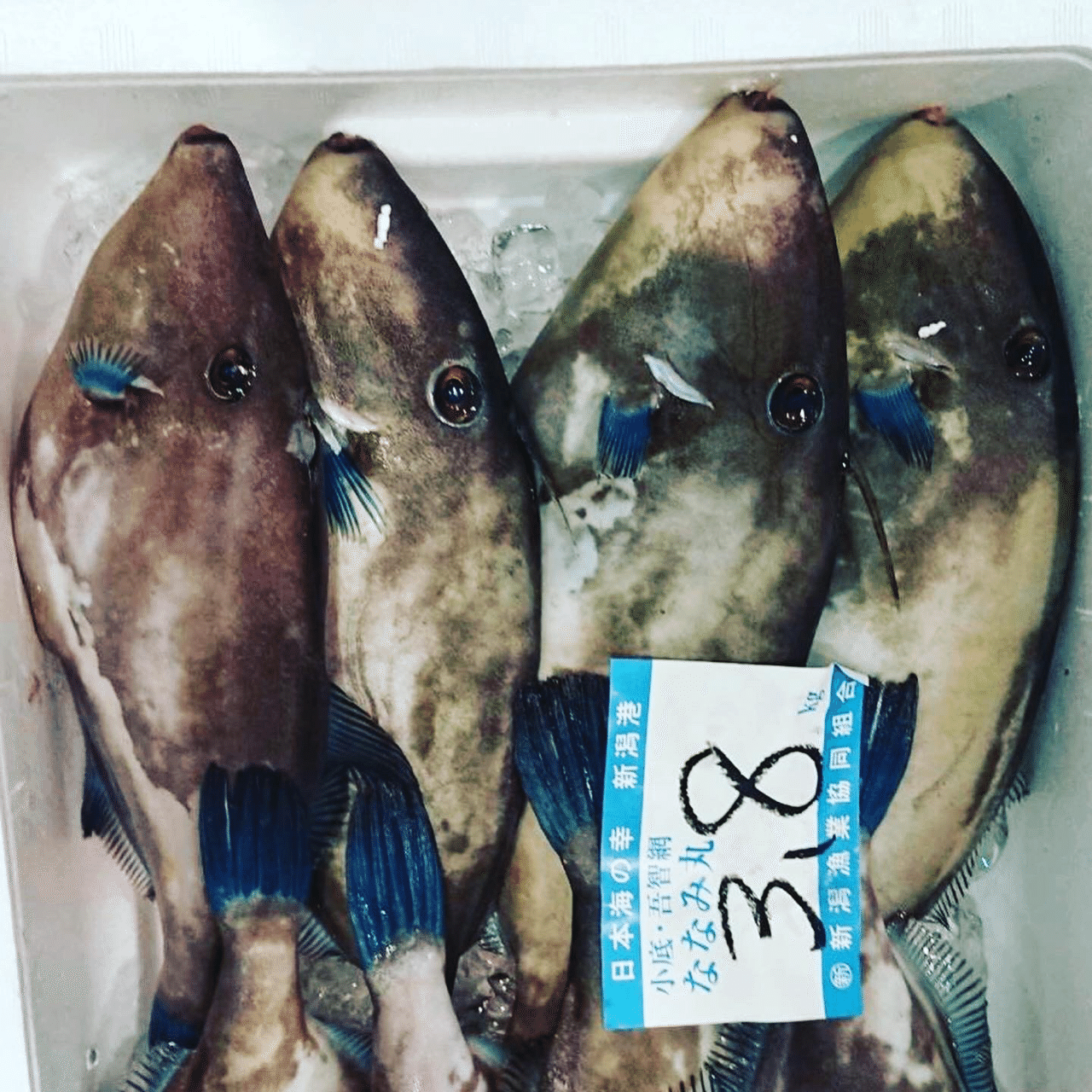 新潟 佐渡の馬面なウマヅラハギ 魚が来る 明日 新潟から 鮮魚通販 Note