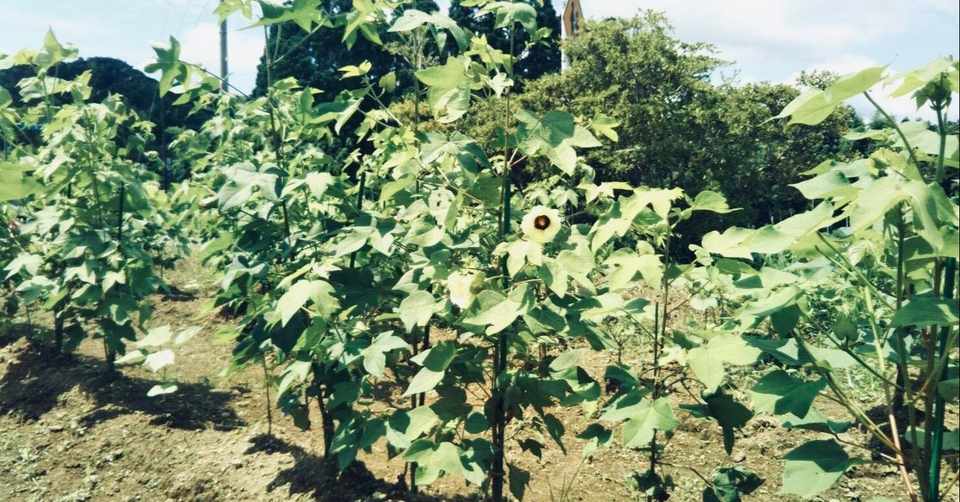 綿花畑 年夏 綿花１号 つれづれ日記 Note