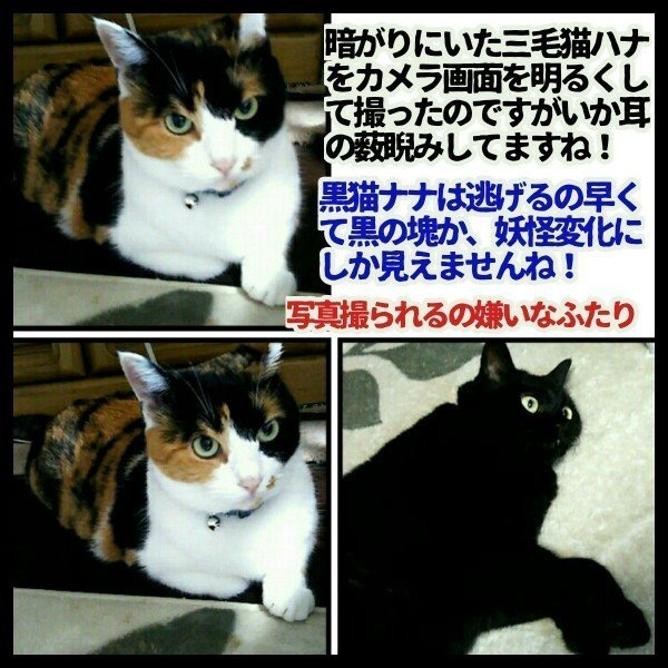 三毛猫ハナと黒猫ナナ5｜hanana58