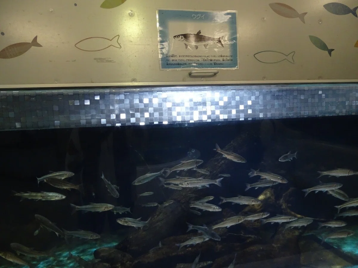 画像13