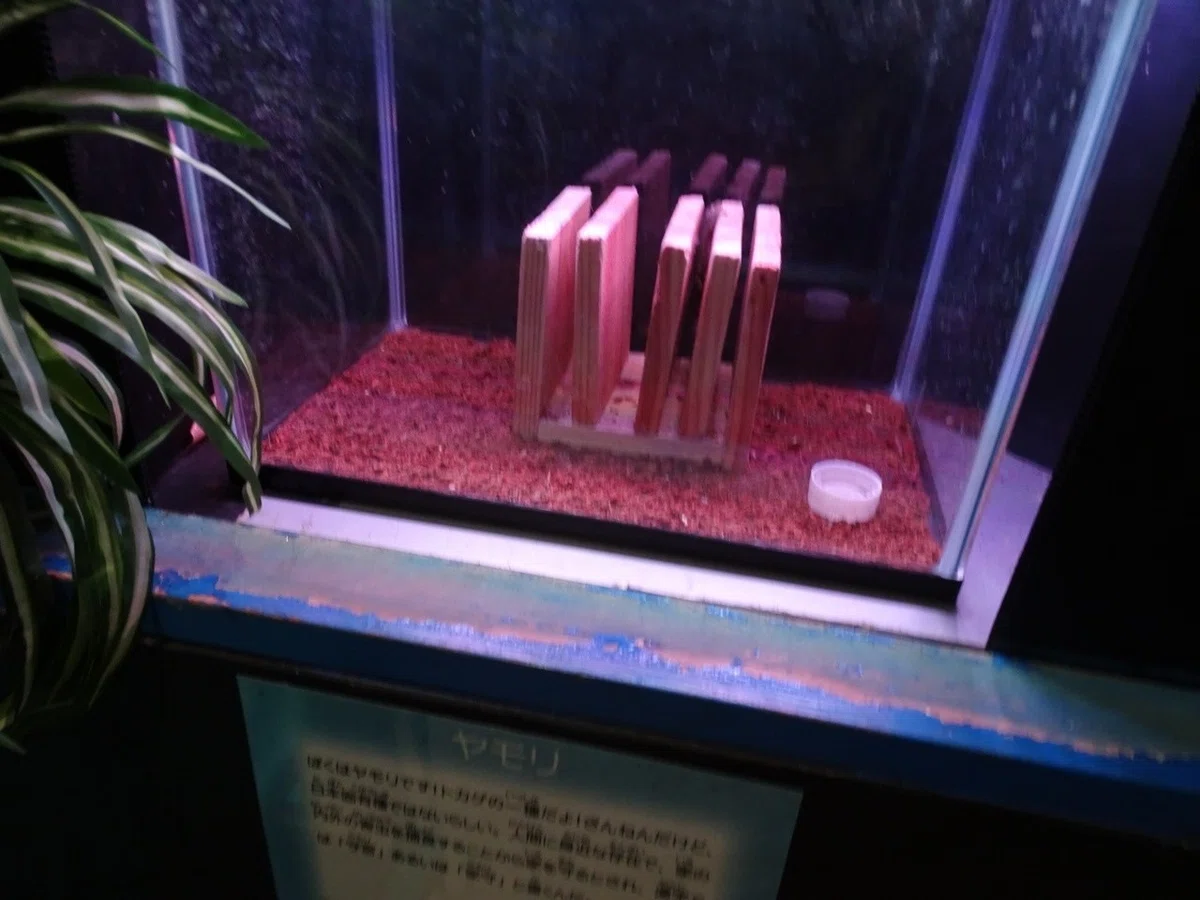 画像17