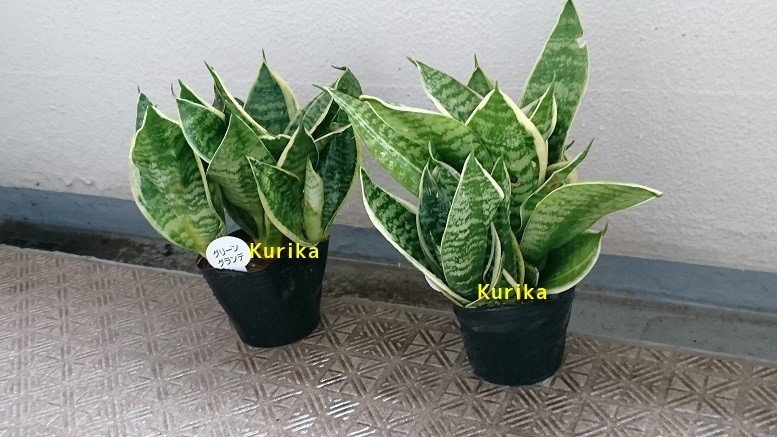 Daiso の土で育っている鉢植えたち その1 サンスベリア グリーングランデ 九里香 Note