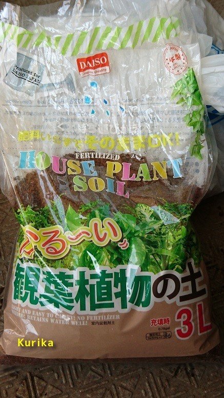Daiso の土で育っている鉢植えたち その1 サンスベリア グリーングランデ 九里香 Note