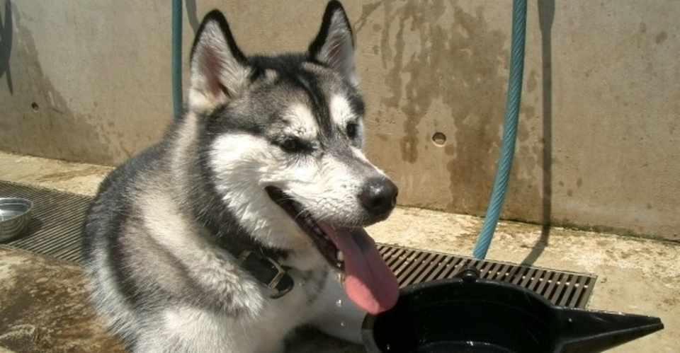 70以上 どんぎつね 犬 かわいい犬のアニメ