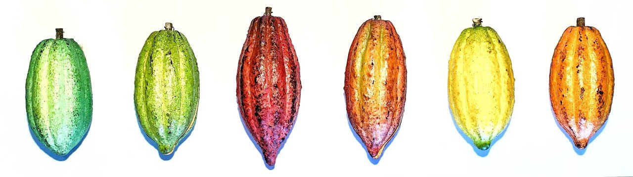 カカオの皮 カカオハスク のお話 タナカカツノリ Conche Note