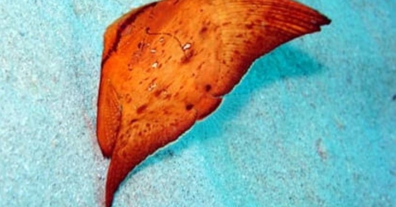 魚図鑑 の新着タグ記事一覧 Note つくる つながる とどける 魚図鑑 の新着タグ記事一覧 Note つくる つながる とどける