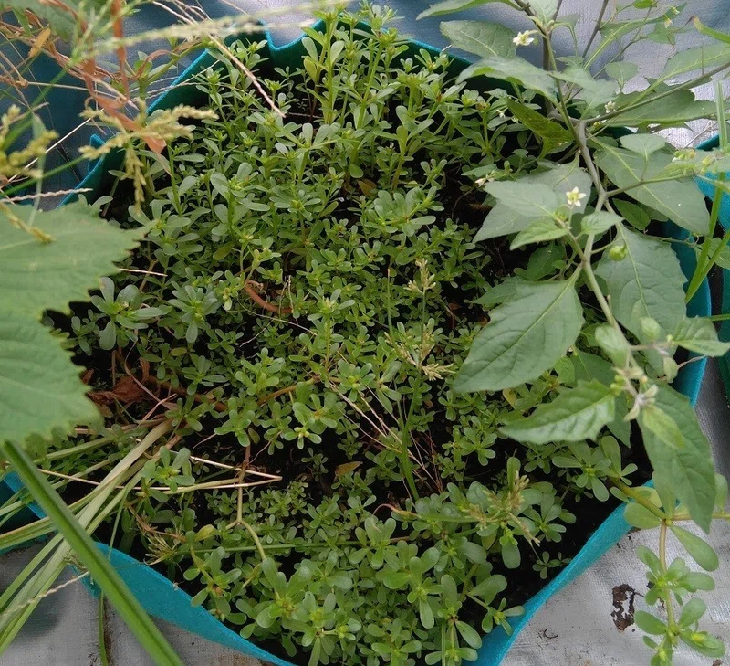 家庭菜園 これ 食べられるのね 家庭菜園を始めて初めて食べたもの そらまめ Note
