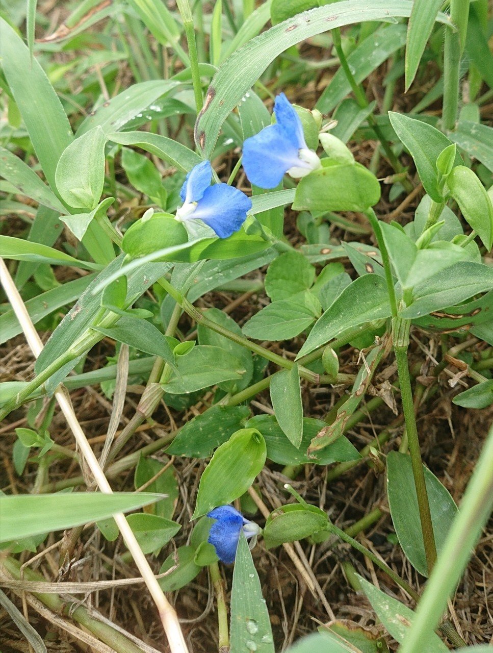 稲プロ水田雑草録 小宮春平 Note