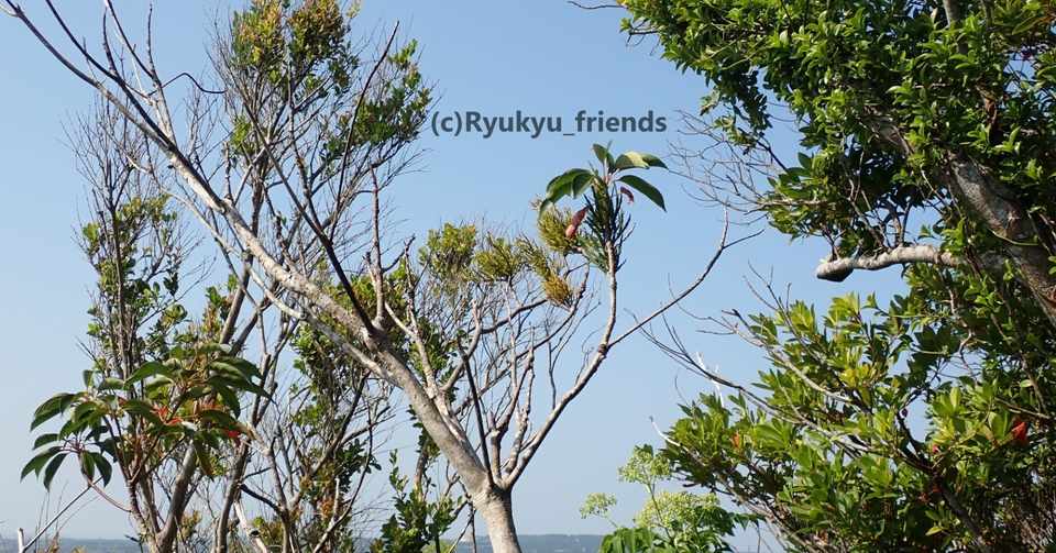 寄生しています ヒノキバヤドリギ Ryukyu Friends Note