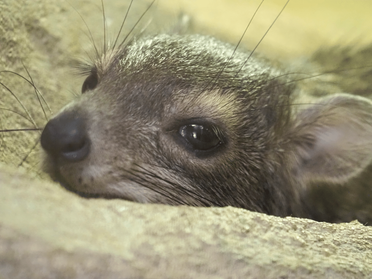 オススメ動物園 埼玉県こども動物自然公園 Bun Bun Note