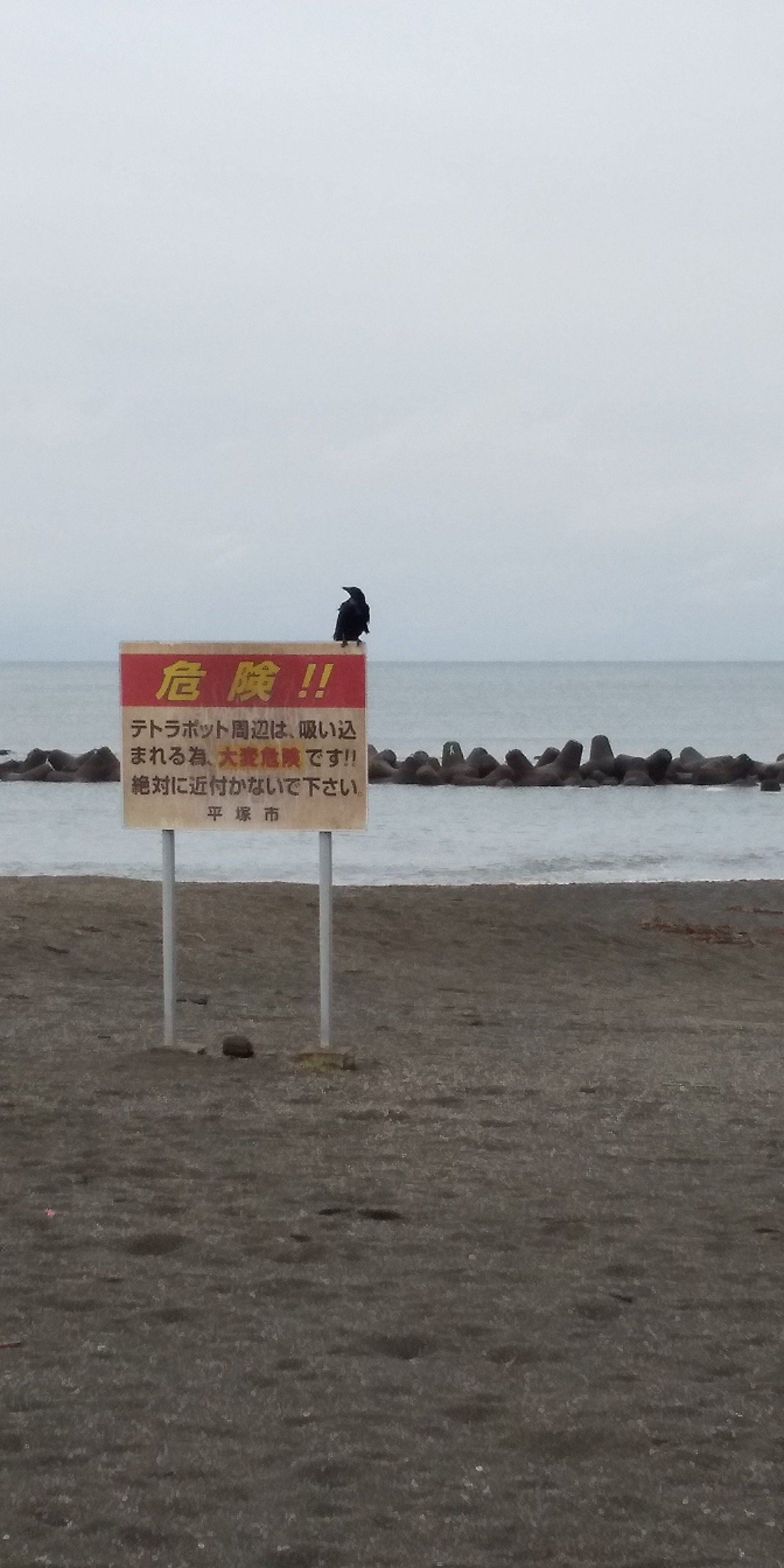 標鳥がテトラポットの羽根休め 高潮に防波堤越え波しぶき 空と海色なき風分け海岸線 白き靴濡れ松葉踏み野分あと シャツ羽織り秋の潮風背にはらみ 低く飛ぶ鴎一文字秋の浜 秋寒の海漂いし波乗り人 Naka Ayako Note