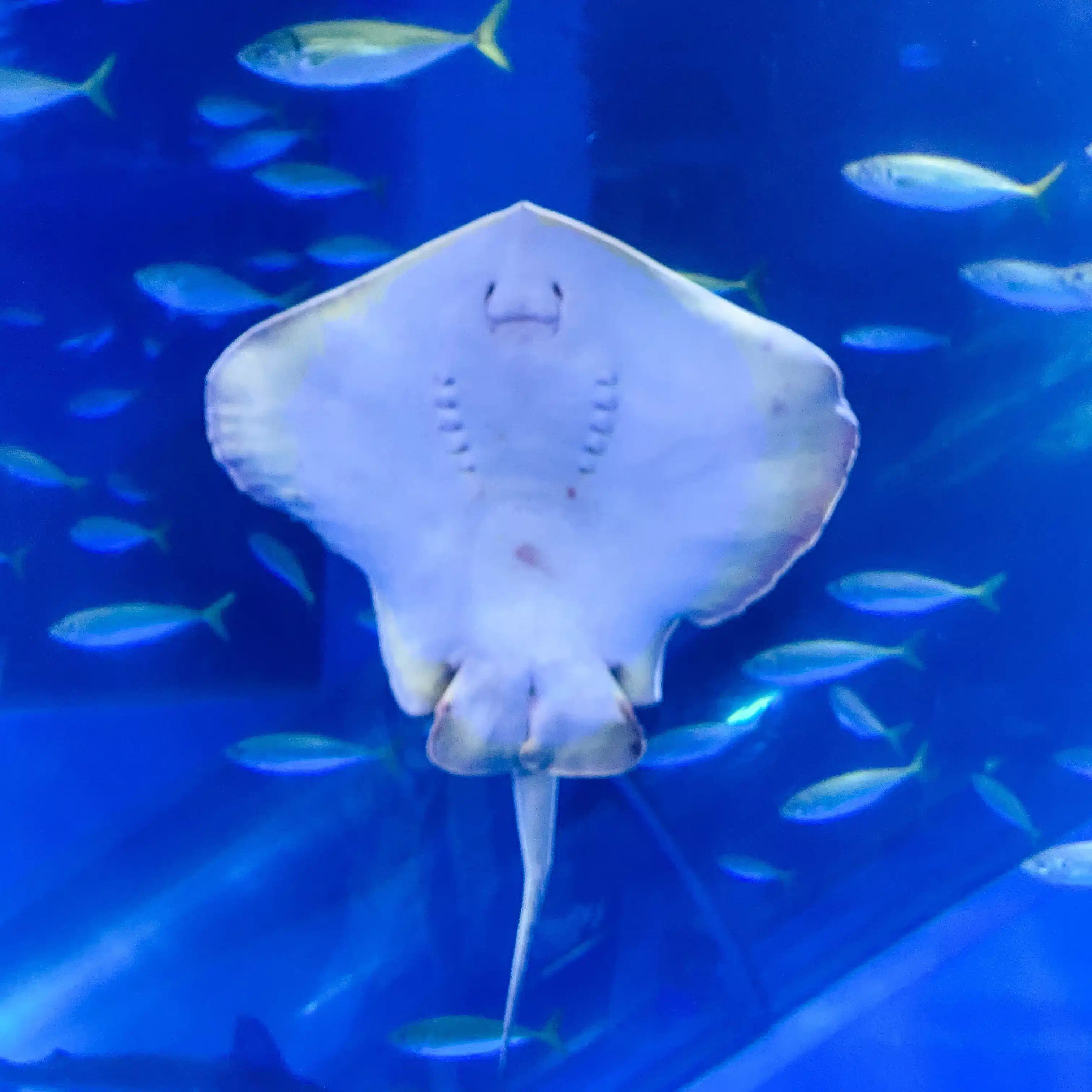 サブリナ