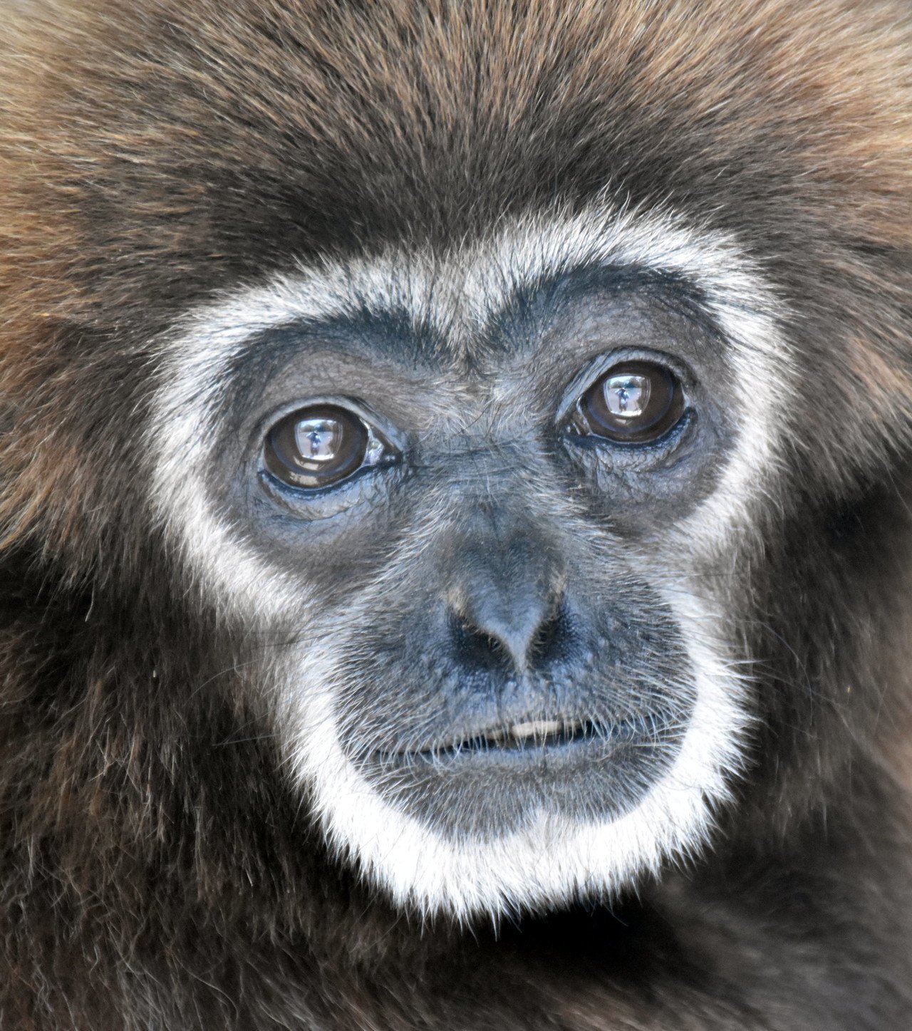 シロテテナガザル 霊長目テナガザル科 Hirahiranote Note