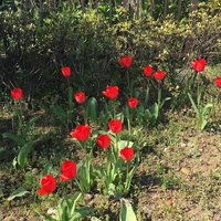 4月に入った新米学芸員 彼女が10歳のとき なんと私たちは出会っていた 美術館再開日記10 Miki Tsukada Curator Educator Writer Note