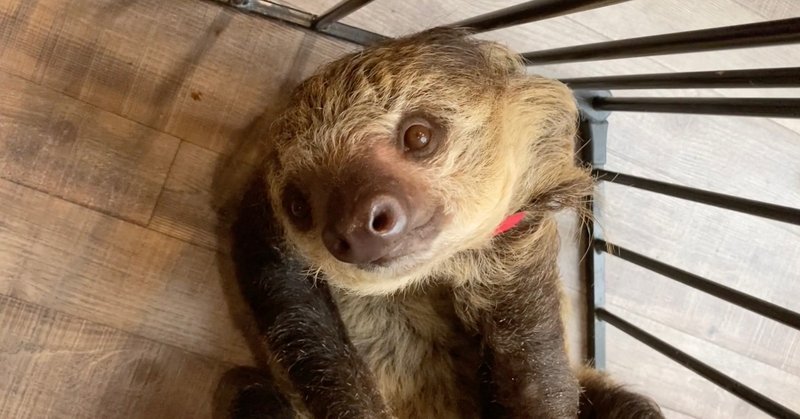 ナマケモノ物語 其の壱 出会い max 神アニメ研究家 道楽舎 note