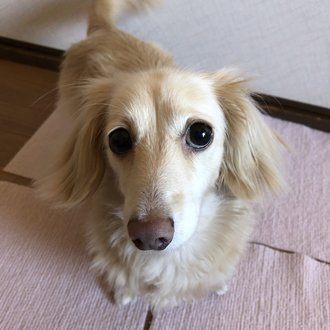 ホットクック サバ缶味噌ピーマン玉ねぎ ふっちゃん ホットクックcooking Note