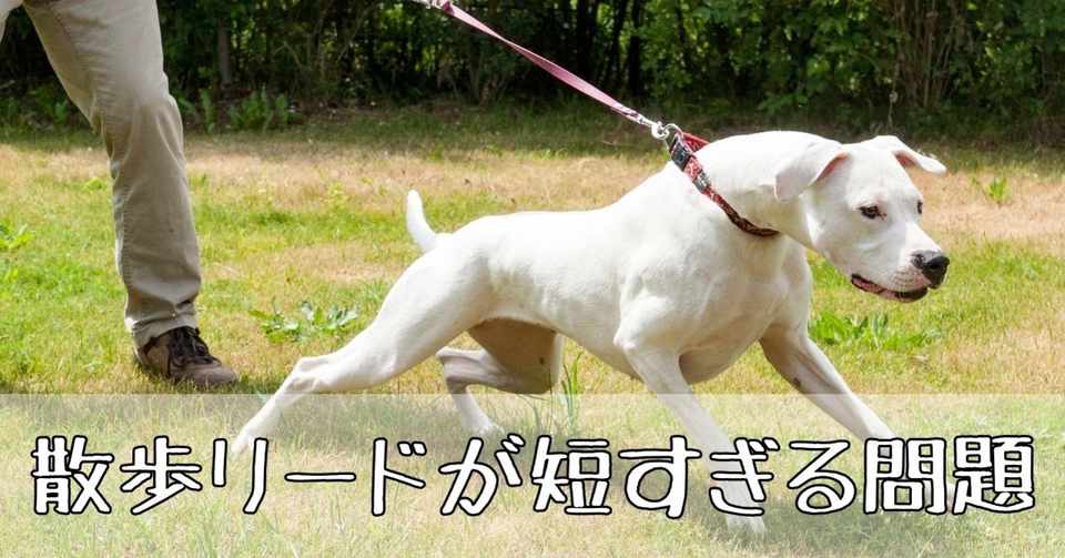しつけ お散歩リードが短すぎる問題 犬のしつけ屋 Manahaudog マナハウドッグ Note