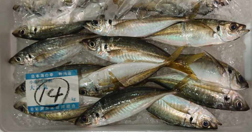 年 新潟 佐渡沖 鯵 アジ はもはや高級魚 魚が来る 明日 新潟から 鮮魚通販 Note