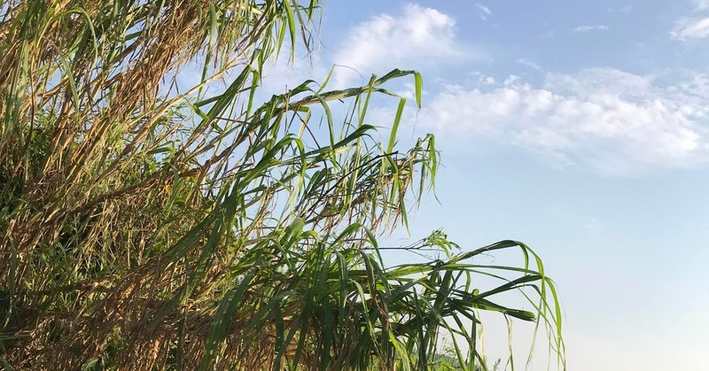 リンク 元気になれ ネピアグラスってどんな草 Mana 宮古島在住 Note