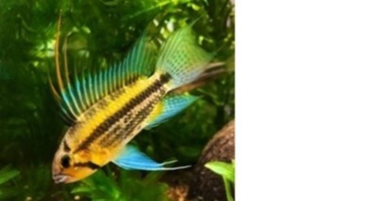 カカトゥオイデス ペルー Ap Farm K Note カカトゥオイデス ペルー Ap Farm K Note