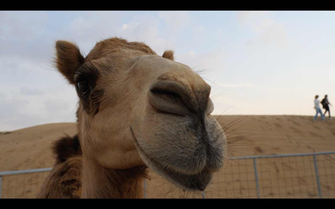 君は砂漠に行ったことあるかい ドバイ砂漠ツアー デザートサファリ オダベラー 旅する映像カメラマン Note