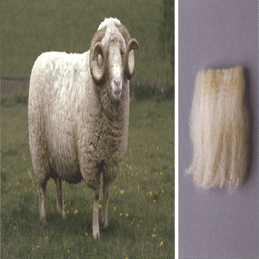 イギリスの羊たち： 英国の羊 「Fine」2｜World of Wool