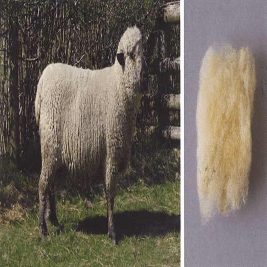 イギリスの羊たち： 英国の羊 「Fine」2｜World of Wool