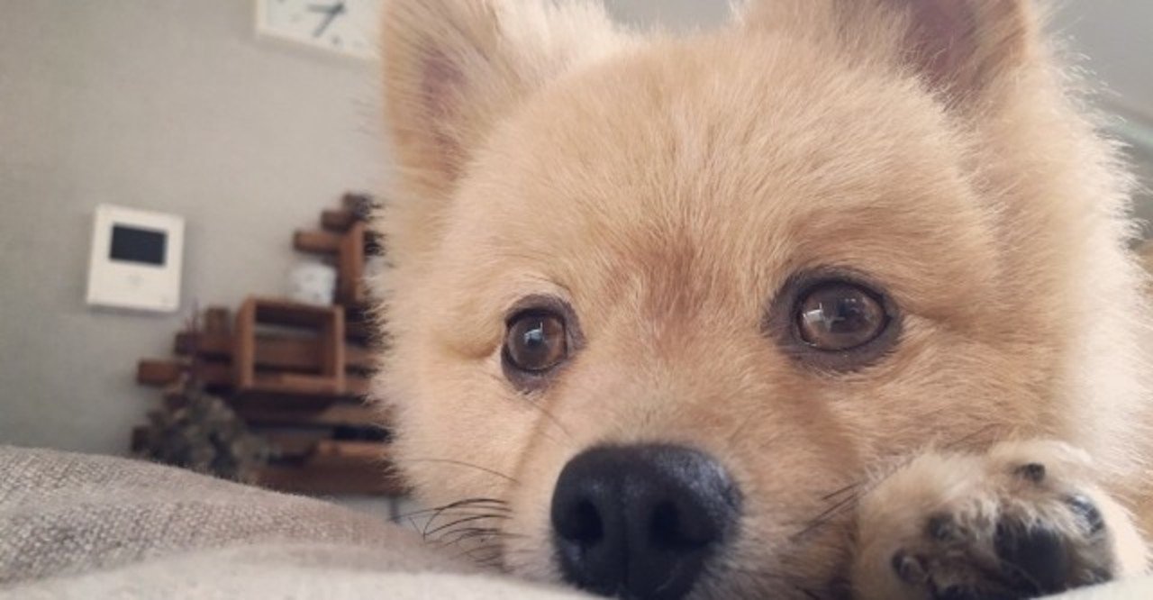 ポンスキーって何犬 犬の飼い主サポートのplam Note ポンスキーって何犬 犬の飼い主サポートのplam Note
