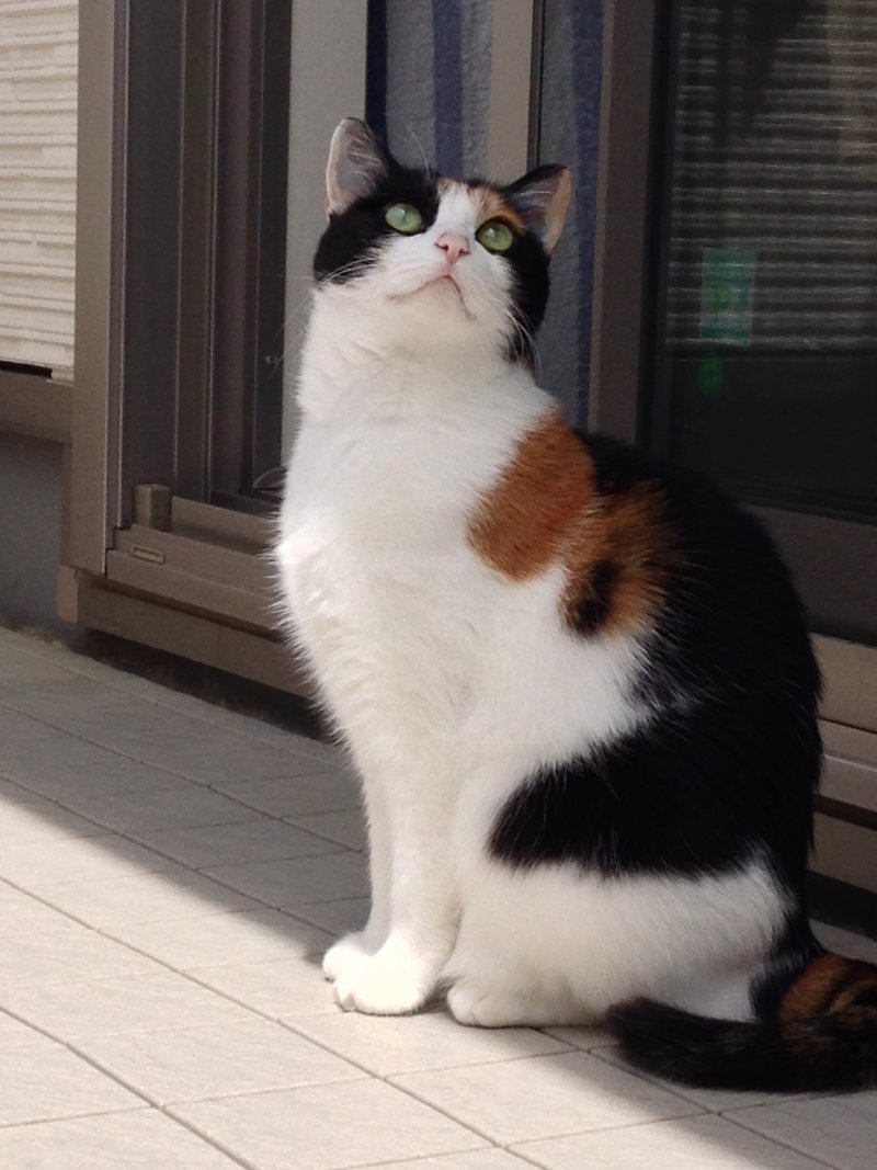 保護猫 さん とウチの まる 読む猫 Note