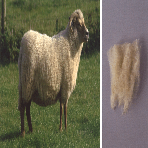 イギリスの羊たち： 英国の羊 「Fine」2｜World of Wool