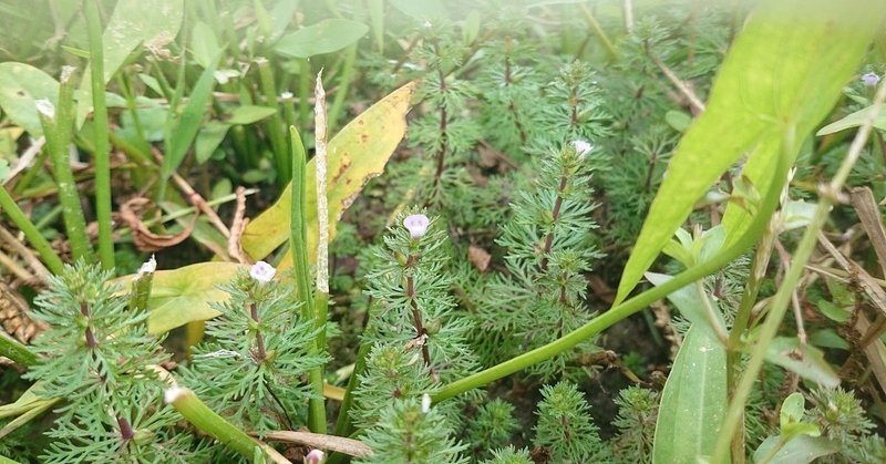 稲プロ水田雑草録 小宮春平 Note