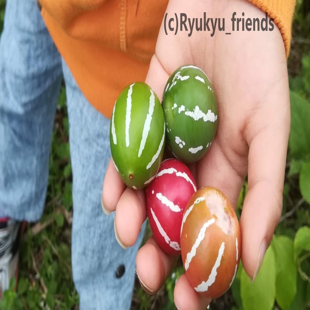 ミニスイカのような オキナワスズメウリ Ryukyu Friends Note