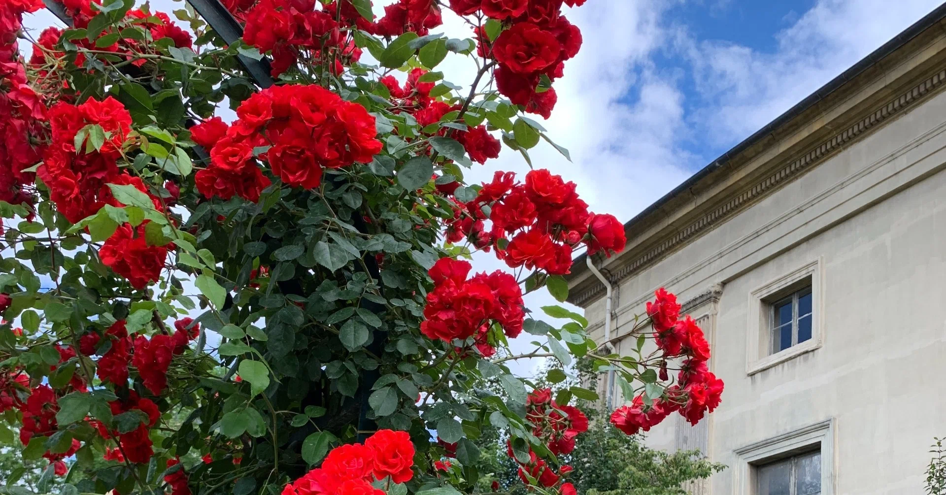 6月の薔薇 パリ植物園のJardin de Roses【パリ5区・公園】｜村山里美
