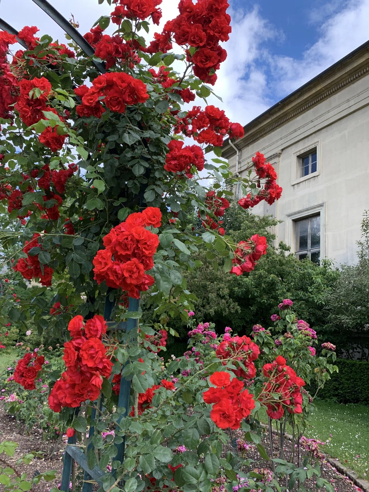 6月の薔薇 パリ植物園のJardin de Roses【パリ5区・公園】｜村山里美