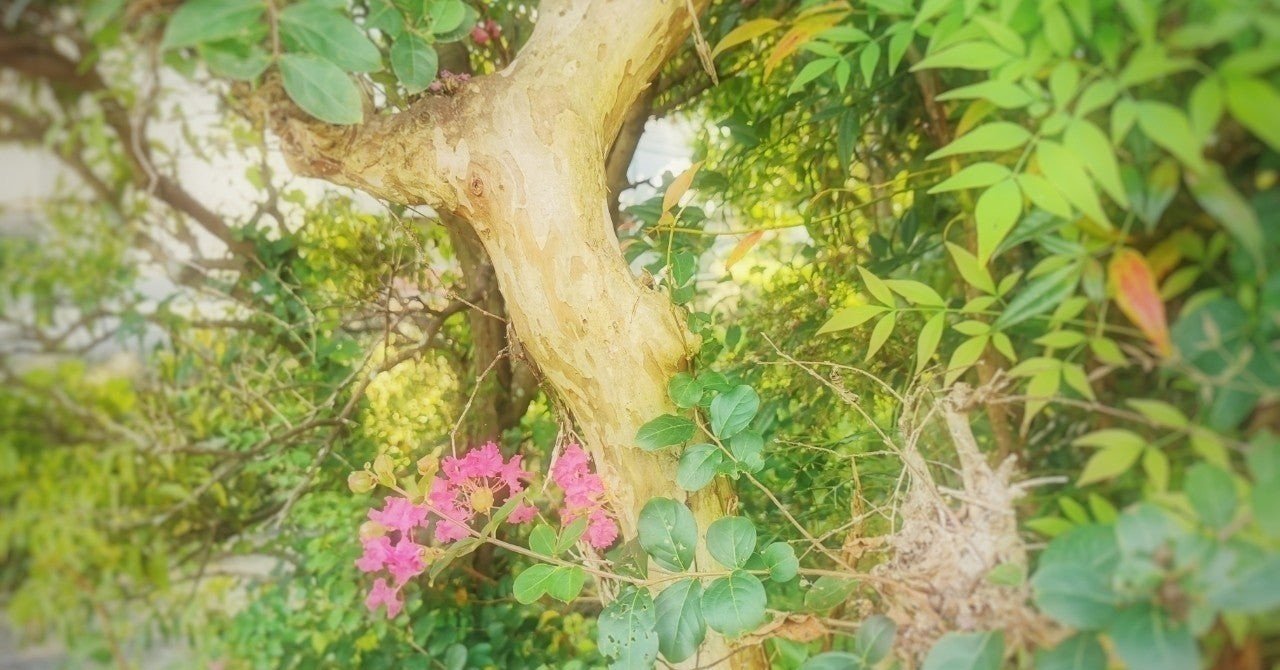 ヨシコ屋敷のこどもたち ナンコ Note