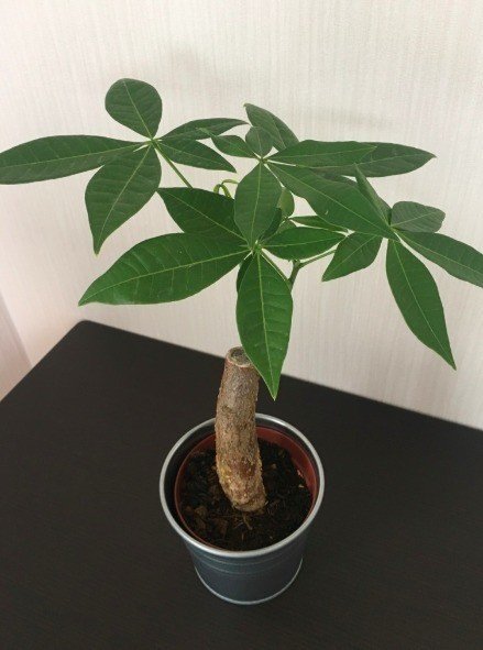 パキラちゃん成長日記 パキラちゃん成長日記 あきさねゆうの荻窪ドーム 別館 Note パキラちゃん成長日記 パキラちゃん成長日記 あきさねゆうの荻窪ドーム 別館 Note