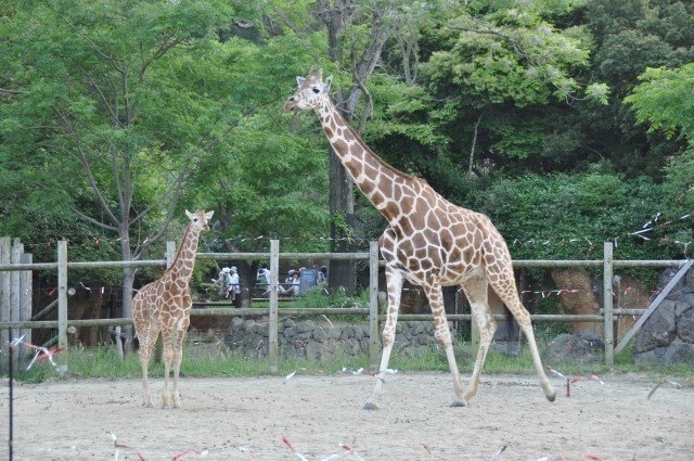 長 いキリンのまつ毛 じつはちゃんとした理由があった オモシロなんでも雑学 公式 Note