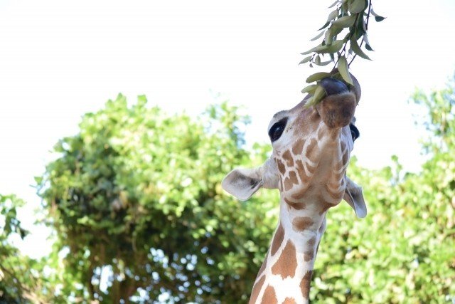 長 いキリンのまつ毛 じつはちゃんとした理由があった オモシロなんでも雑学 公式 Note