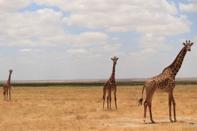 長 いキリンのまつ毛 じつはちゃんとした理由があった オモシロなんでも雑学 公式 Note
