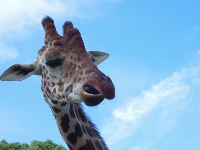 長 いキリンのまつ毛 じつはちゃんとした理由があった オモシロなんでも雑学 公式 Note