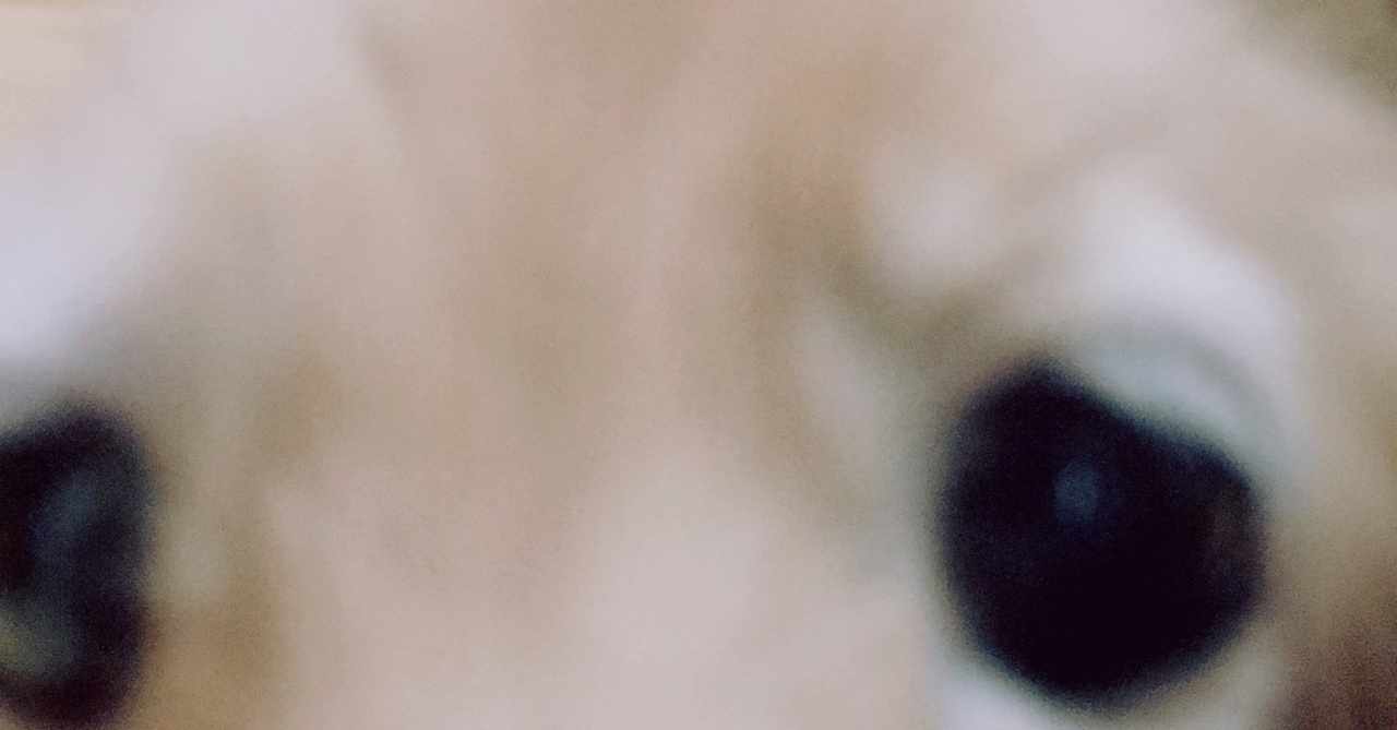 犬の老衰 の新着タグ記事一覧 Note つくる つながる とどける