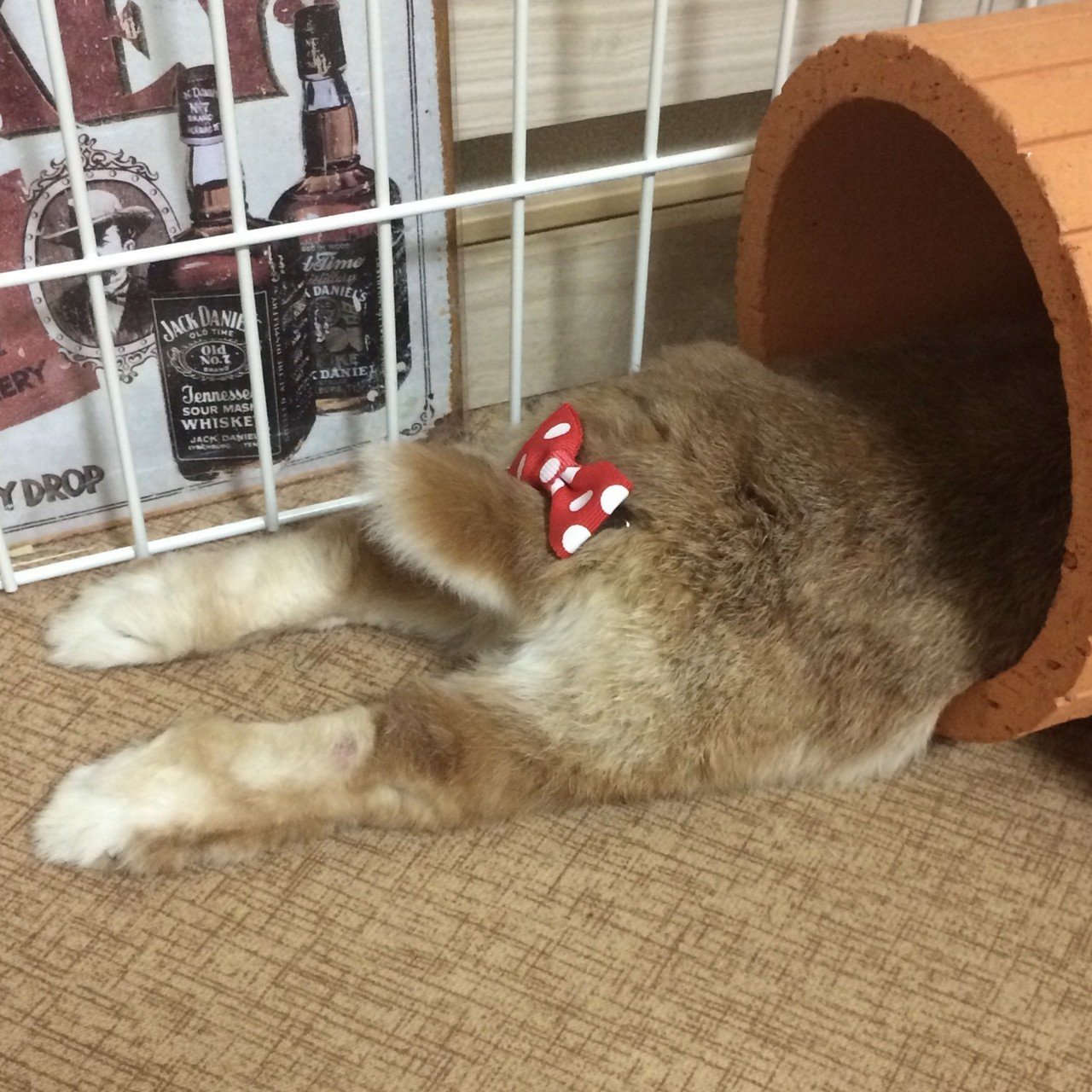 うさぎ界隈では 月曜日をうさけつようびと呼んでいるそう うさぎっておしりだけでも可愛いんですよ もふもふがとまらない 志麻 Shima Note