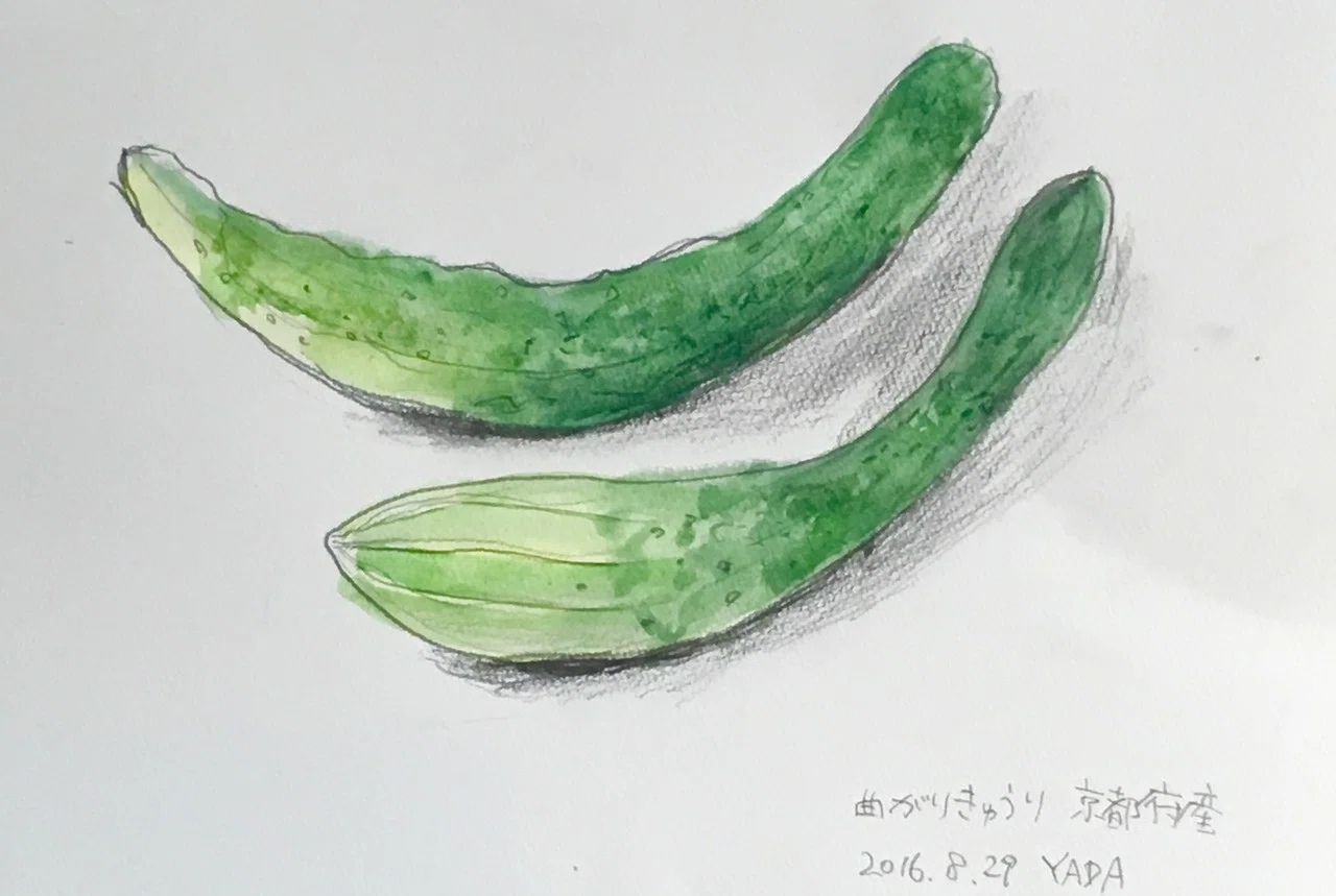 今日は朝から久しぶりに水彩でスケッチ 曲がりきゅうりを描きました スーパーで4本パック164円で売っていた京都府産の曲がりきゅうりです 曲がり きゅうりは普通の真っ直ぐなきゅうりより安いのでよく買いま ヤダマニアート 矢田明子 Note