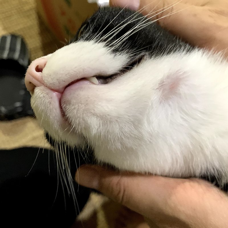 はんぞうのハゲ ふくだか Note