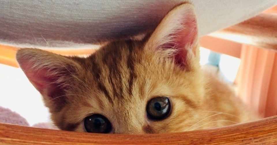 突きつけられる現実 ネコ かわいい殺し屋 Pirokichi Note