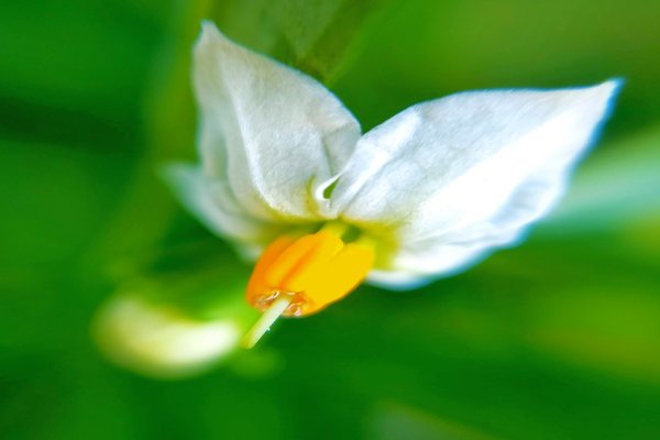 玉珊瑚の花言葉あなたを信じる神秘的 の新着タグ記事一覧 Note つくる つながる とどける